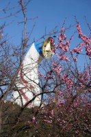 万博公園の梅林