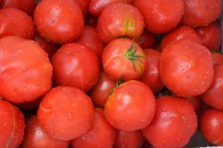 チームしんすけ農場のトマト