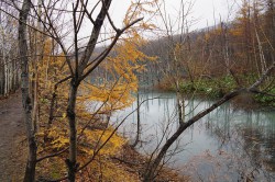 美瑛白金「青い池」