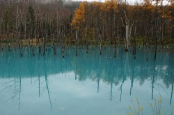 美瑛白金「青い池」