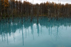 美瑛白金「青い池」