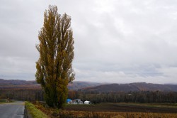 美瑛 ケンとメリーの木