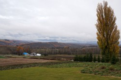 美瑛 ケンとメリーの木