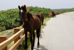 与那国馬