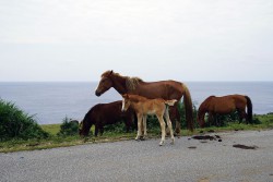 与那国馬
