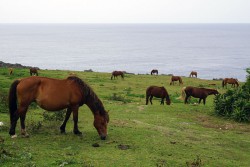 与那国馬