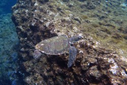 与那国島の海ガメ