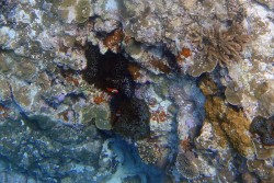 与那国島スノーケルツアー