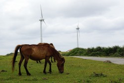 与那国島　東崎