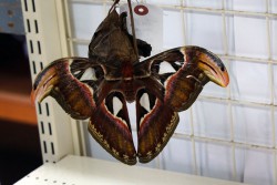 アヤミハビル（ヨナグニサン）