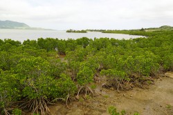 小浜島　マングローブ
