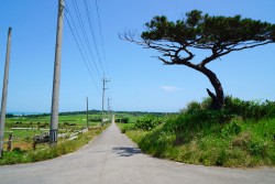 小浜島　シュガーロード