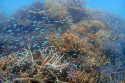 お魚サンゴ＆幻の島ツアー