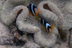 お魚サンゴ＆幻の島ツアー