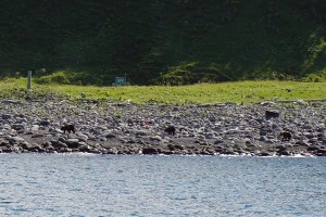 知床観光クルーズ ヒグマの親子