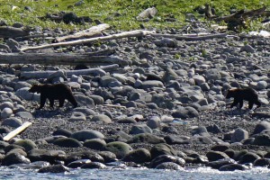 知床観光クルーズ ヒグマの親子