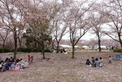 播磨中央公園で花見