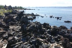 なぎさ公園への遊歩道