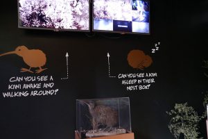 テ・プイアのキーウイバード館