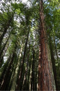 レッドウッド森林公園