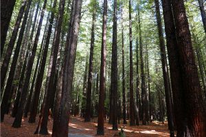 レッドウッド森林公園