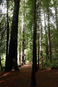 レッドウッド森林公園