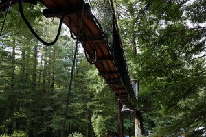 レッドウッド森林公園