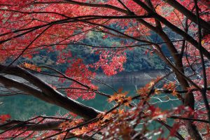 布引貯水池の紅葉