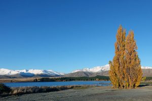 ニュージーランド・テカポ湖