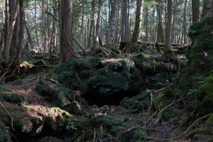 青木ヶ原樹海自然歩道