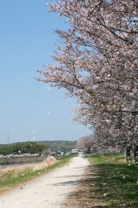 美嚢川の桜堤