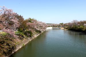 千鳥川桜堤公園